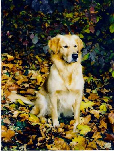 Kaja im Herbstlaub